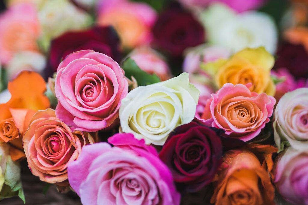 verschillende kleuren rozen